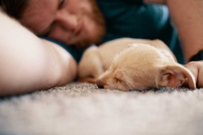Puppy Photo