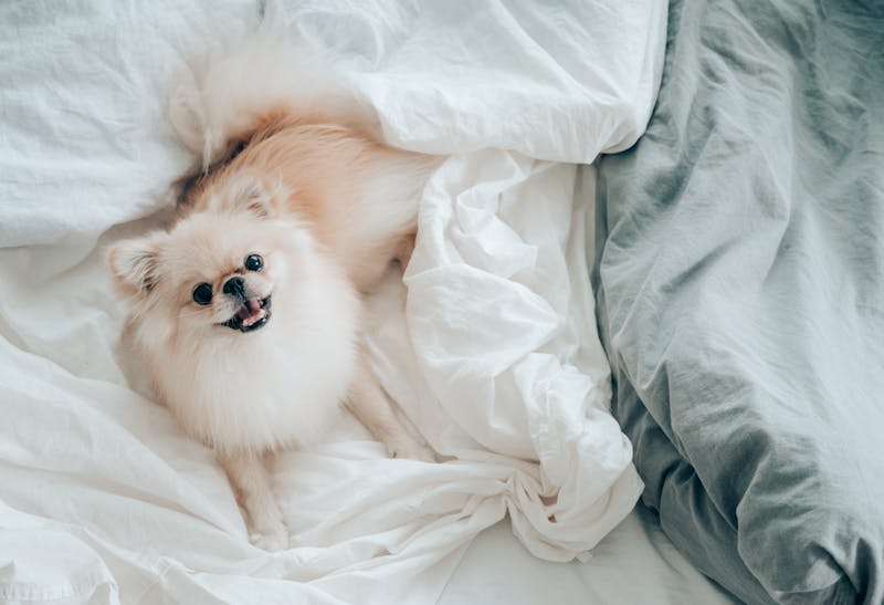 Puppy Photo