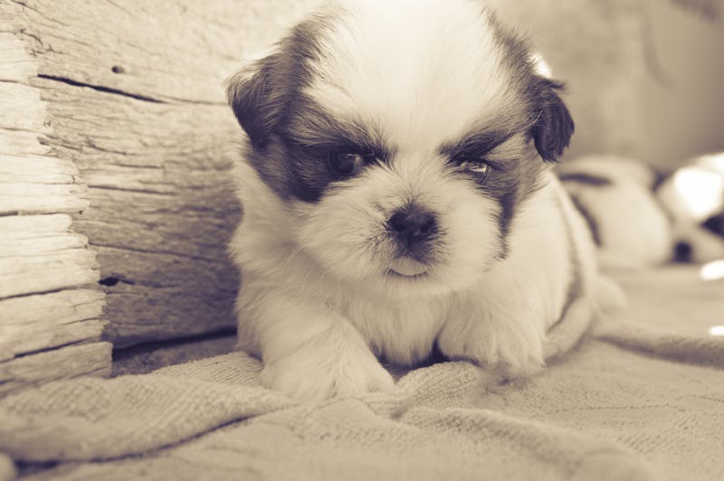 Puppy Photo