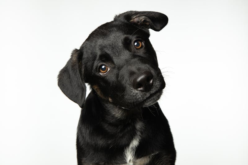 Puppy Photo