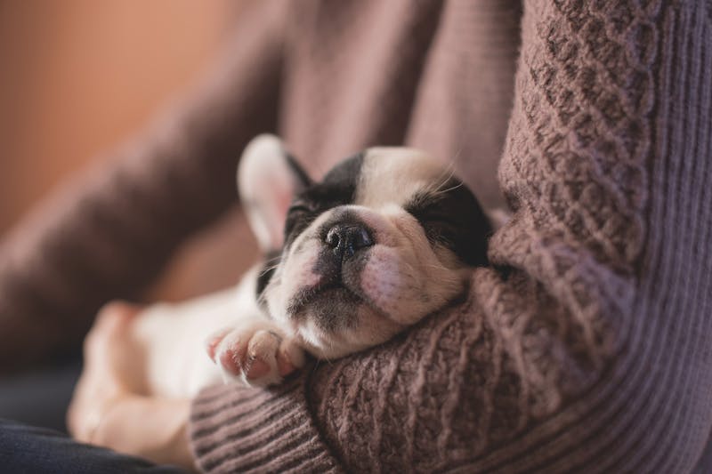Puppy Photo