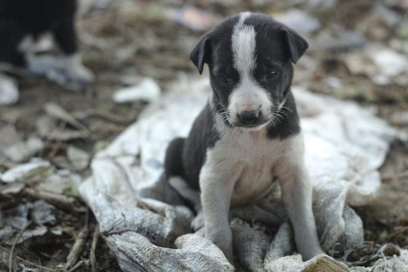 Puppy Photo