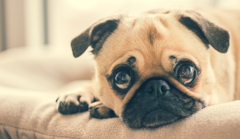 Puppy Photo