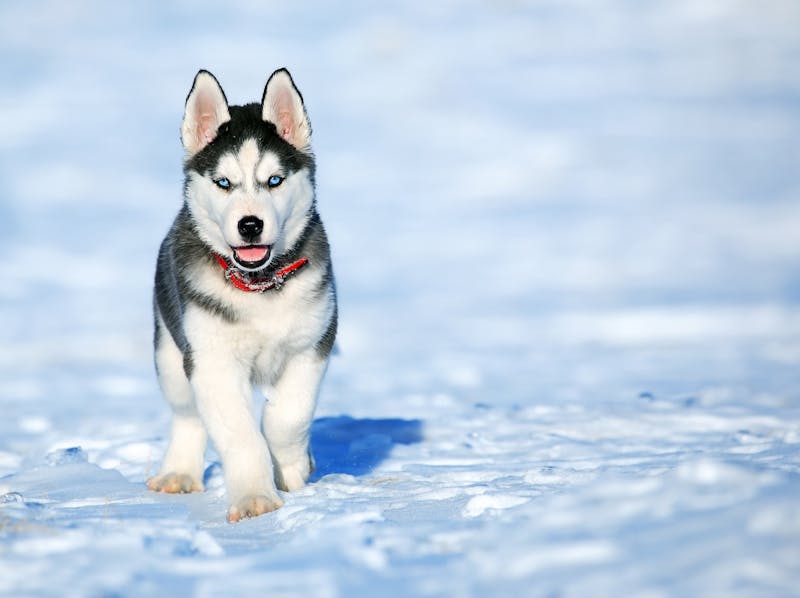 Puppy Photo