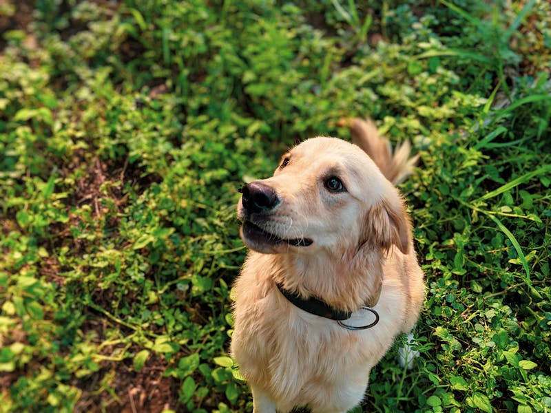 Puppy Photo