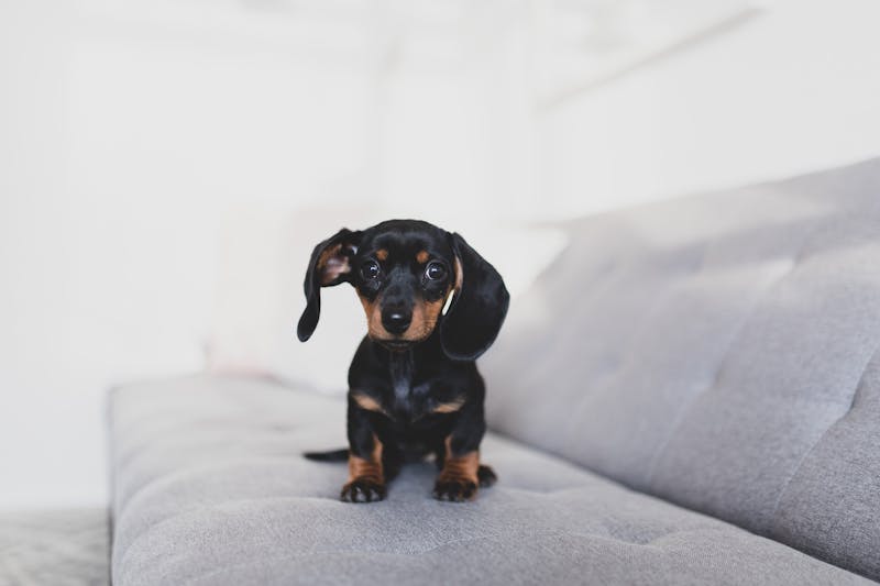 Puppy Photo