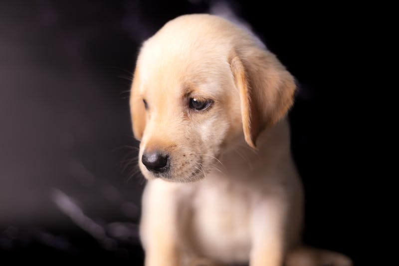 Puppy Photo