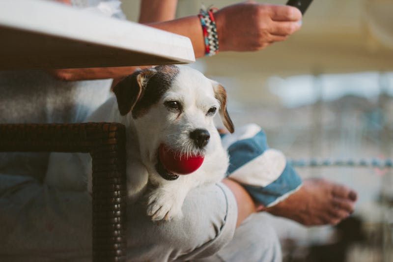 Puppy Photo
