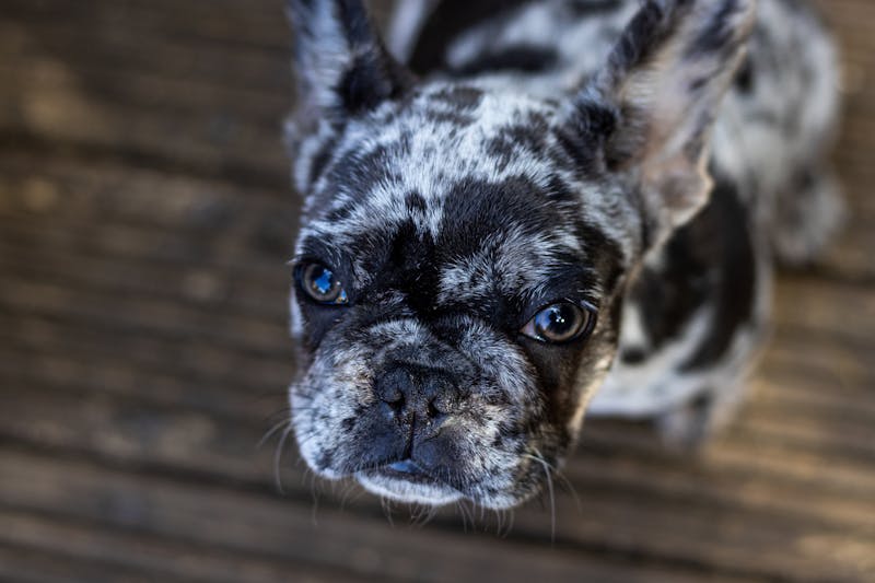 Puppy Photo