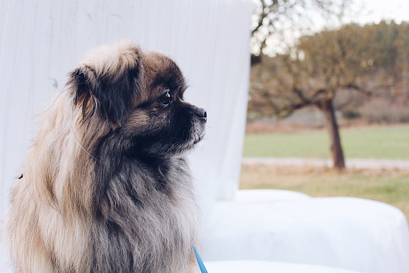 Puppy Photo