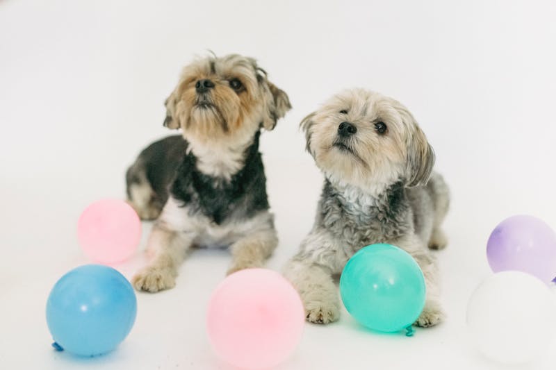 Puppy Photo