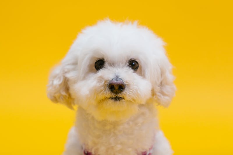 Puppy Photo