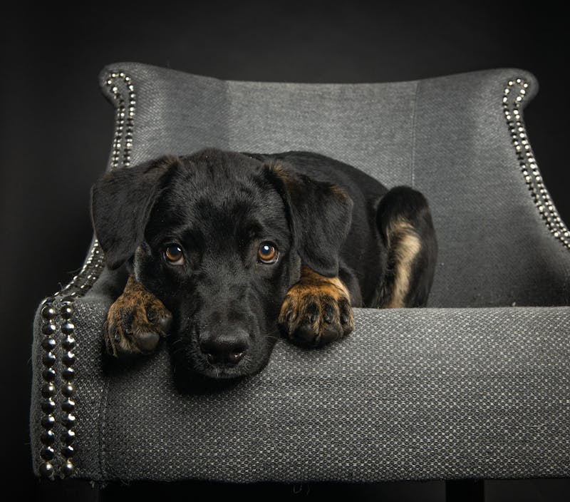 Puppy Photo