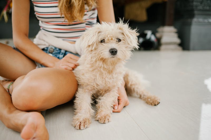 Puppy Photo