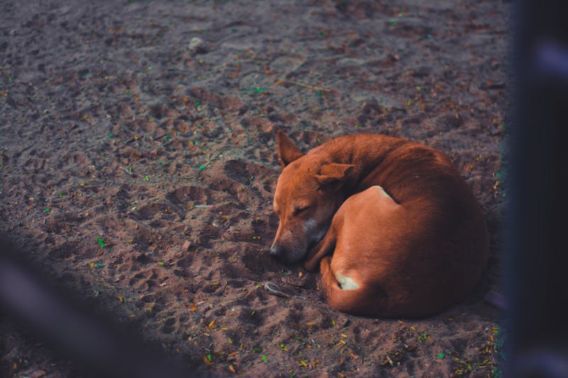 Puppy Photo