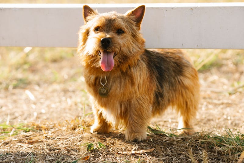 Puppy Photo