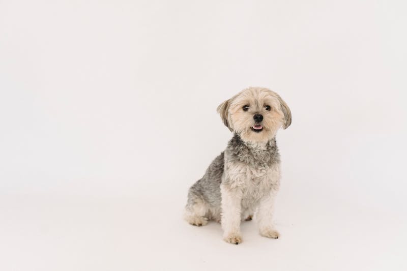 Puppy Photo