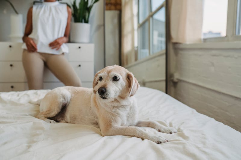 Puppy Photo