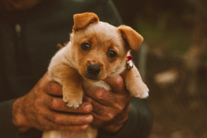 Puppy Photo