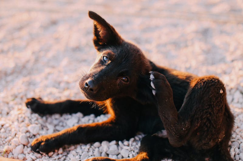 Puppy Photo