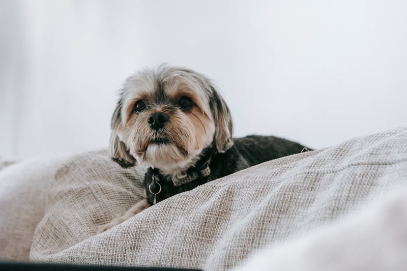 Puppy Photo