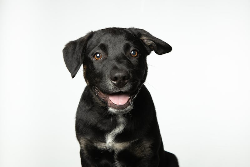 Puppy Photo