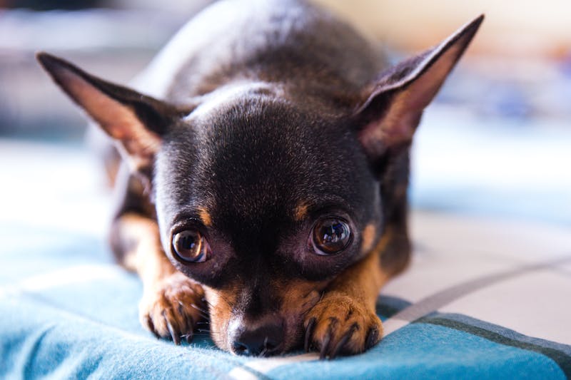 Puppy Photo