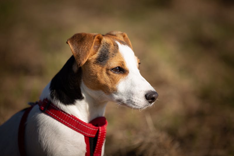 Puppy Photo