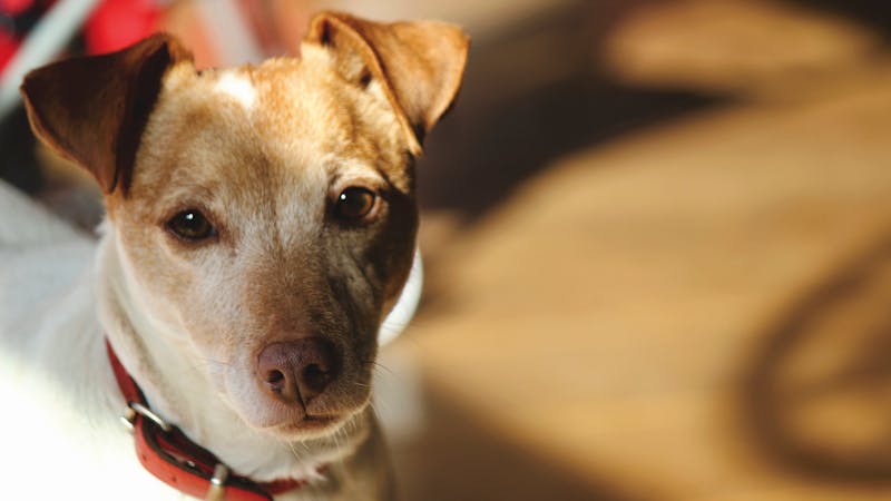 Puppy Photo