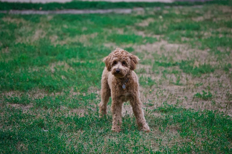 Puppy Photo