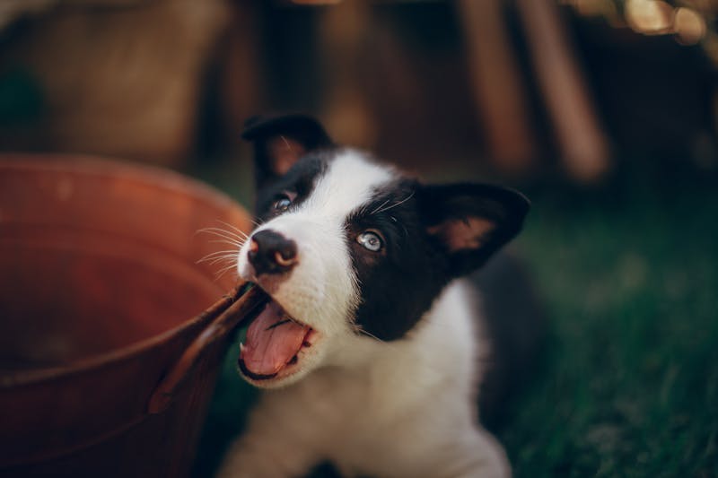 Puppy Photo