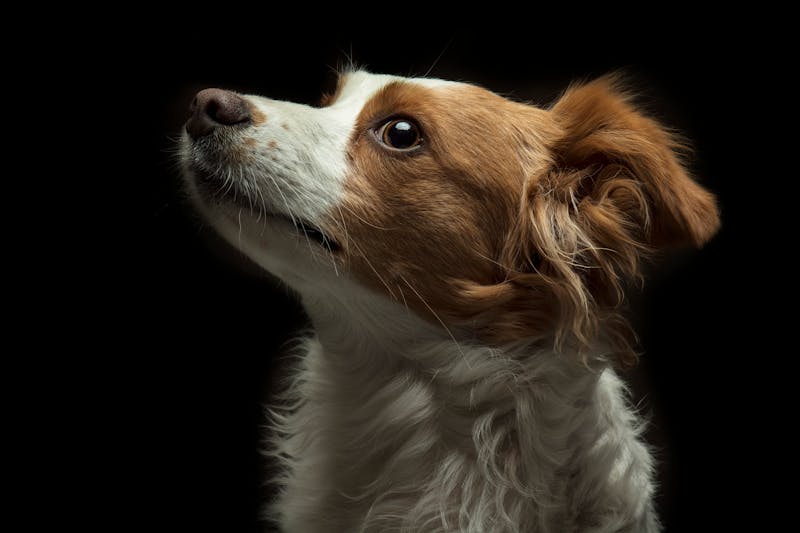 Puppy Photo