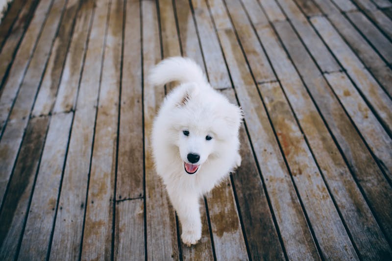 Puppy Photo