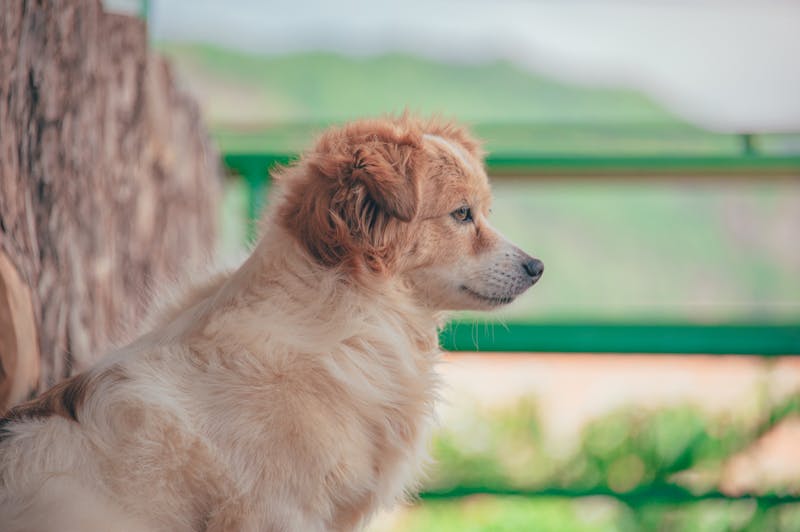 Puppy Photo
