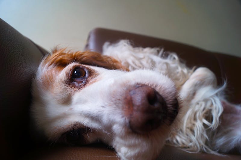 Puppy Photo