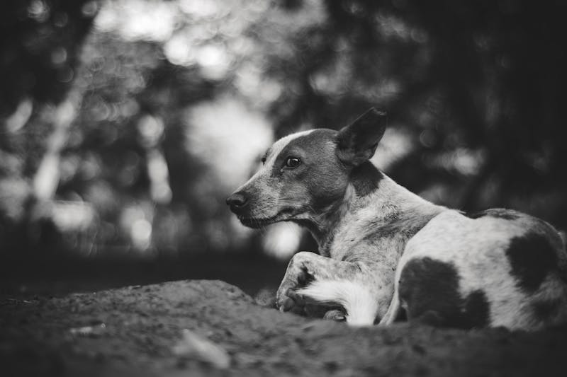 Puppy Photo