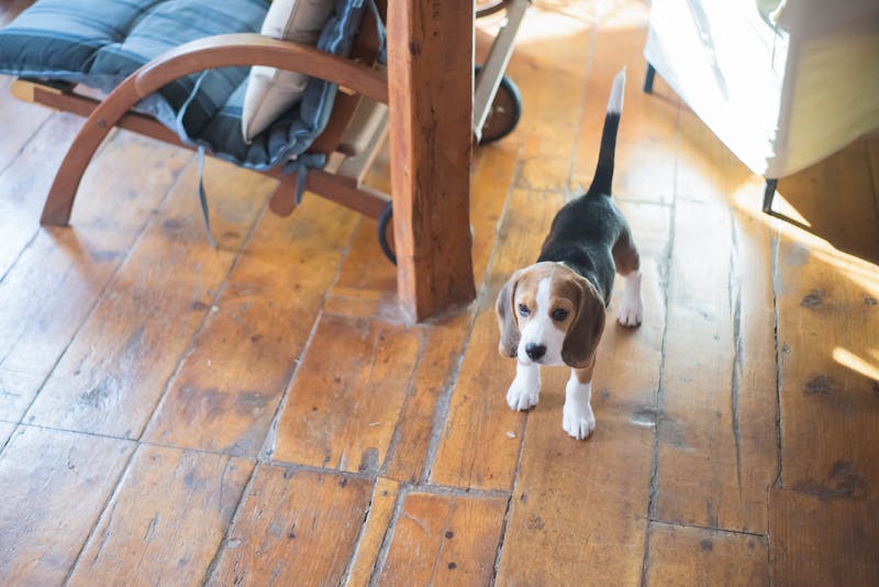 Puppy Photo