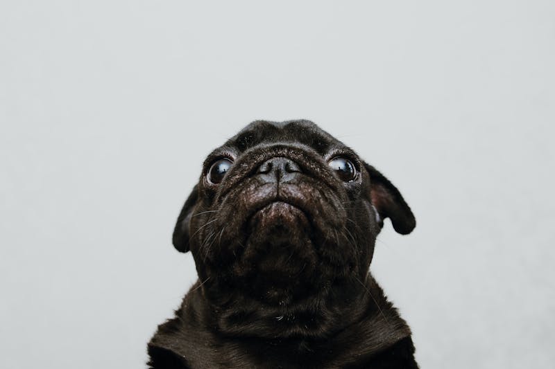 Puppy Photo