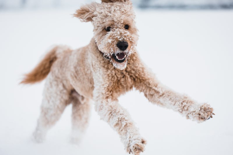 Puppy Photo