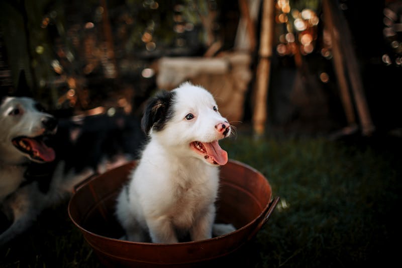 Puppy Photo
