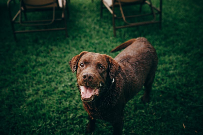 Puppy Photo