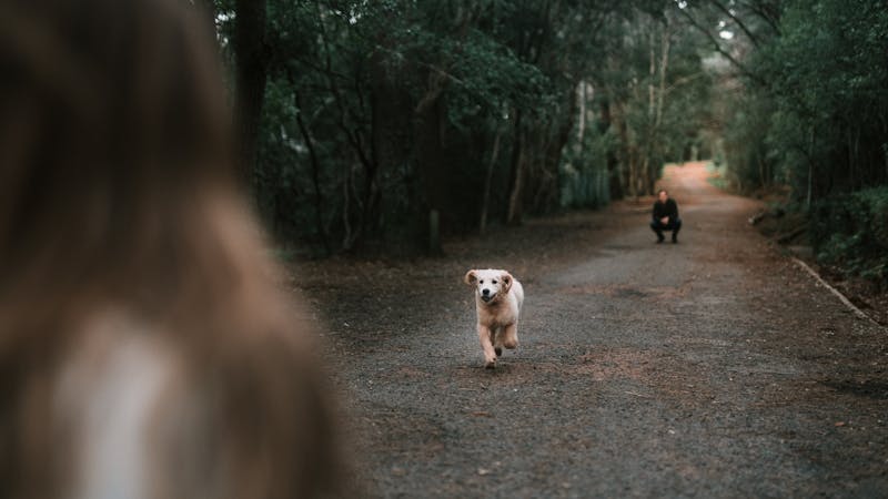 Puppy Photo