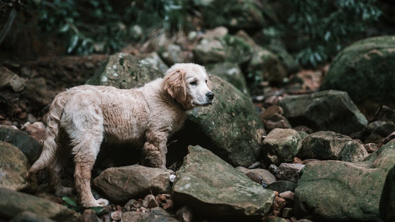 Puppy Photo