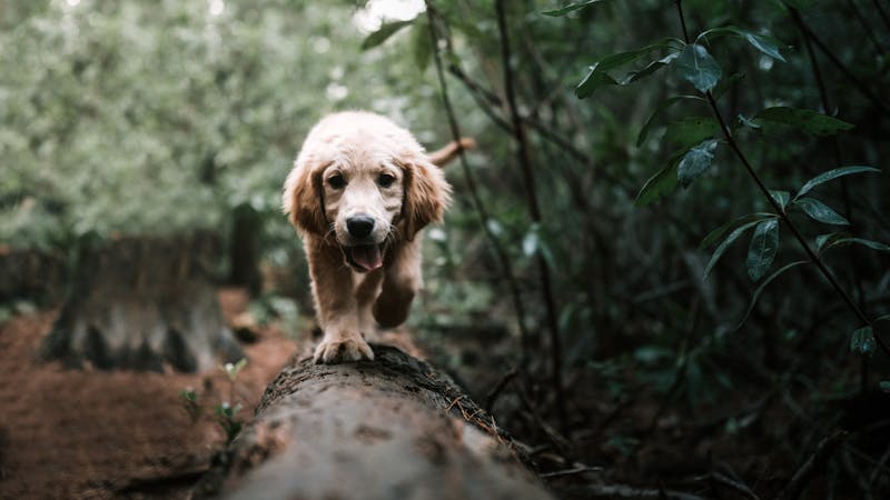Puppy Photo