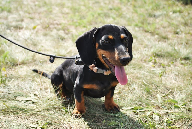 Puppy Photo