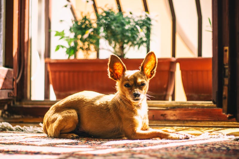 Puppy Photo