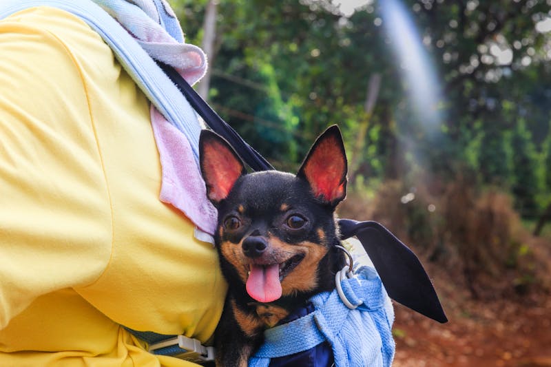 Puppy Photo