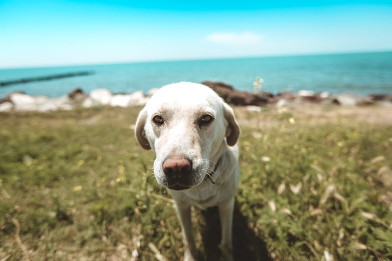 Puppy Photo