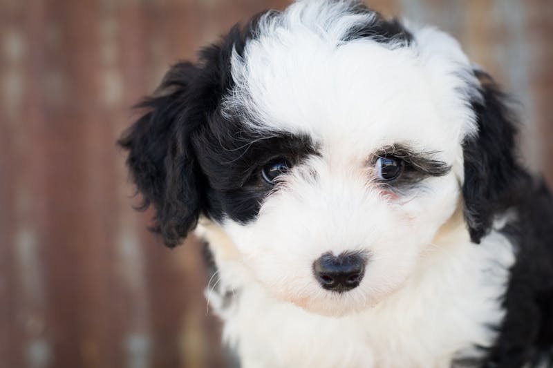 Puppy Photo
