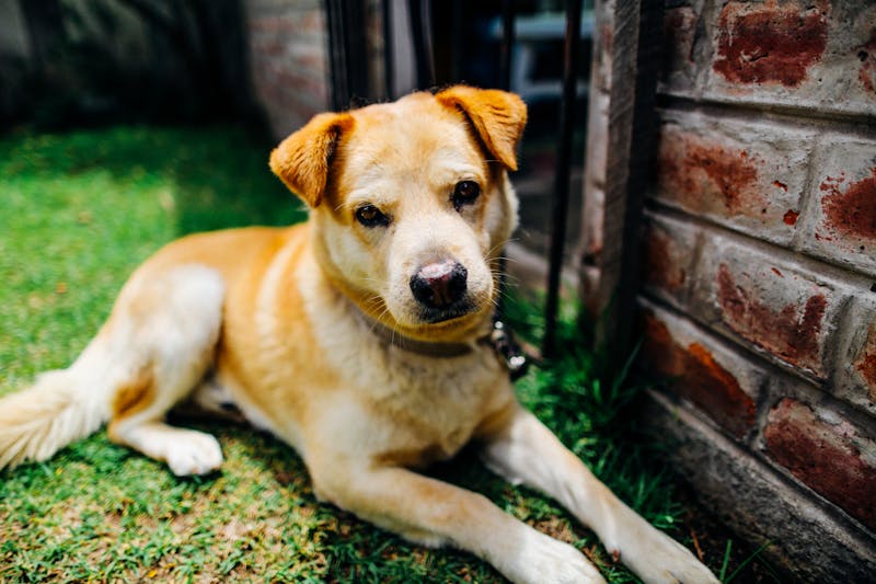 Puppy Photo